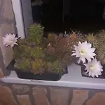 Modern&cozy Bosnian House With Garden+free Parking ゲストハウス