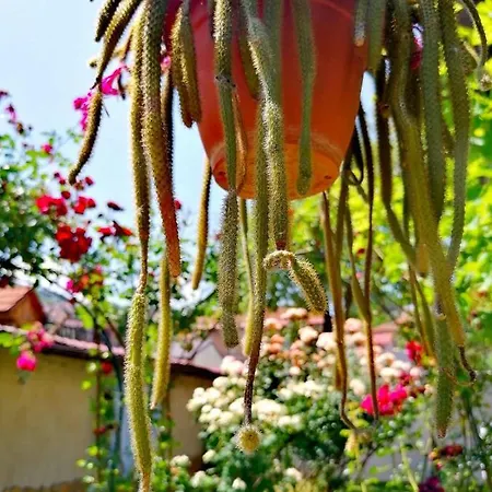Modern&cozy Bosnian House With Garden+free Parking Gasthof SJJ