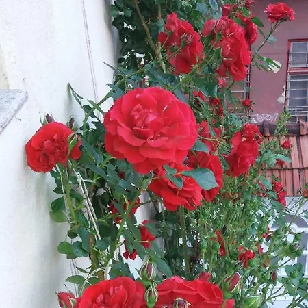 Modern&cozy Bosnian House With Garden+free Parking Pensionat Sarajevo