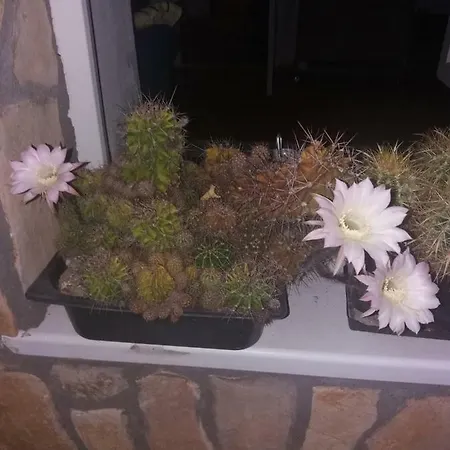 Modern&cozy Bosnian House With Garden+free Parking Гостевой дом